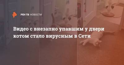 Видео с внезапно упавшим у двери котом стало вирусным в Сети - ren.tv