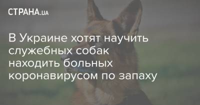В Украине хотят научить служебных собак находить больных коронавирусом по запаху - strana.ua - Украина - Хельсинки