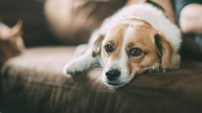 Названы недостатки использования собак для поиска заболевших COVID-19 - piter.tv - Финляндия - Сша - Англия - Филиппины