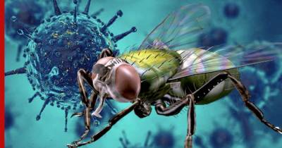 Ученые выяснили, способны ли мухи переносить коронавирус - profile.ru