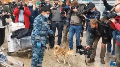 В Шереметьево испытали пса, ищущего больных коронавирусом - riafan.ru - Москва - Иран