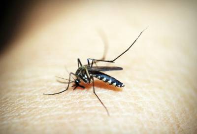 Людмила Карань - Эпидемиолог рассказала, сколько коронавирус живет в комарах - online47.ru