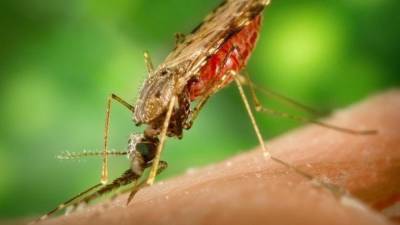 Роспотребнадзор рассказал о влиянии коронавируса на комаров - newinform.com - Китай