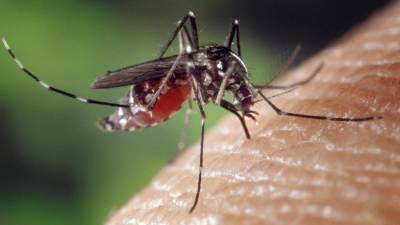 Людмила Карань - В Роспотребнадзоре рассказали о сроке жизни коронавируса в комарах - iz.ru - Китай - Израиль