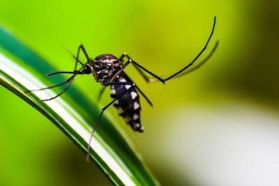 Эпидемиолог озвучила, сколько времени живет коронавирус в комарах - volg.mk.ru - Китай