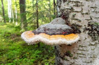 Инфекционист ФМБА усомнился в эффективности средства от коронавируса на основе берёзового гриба - govoritmoskva.ru - Россия