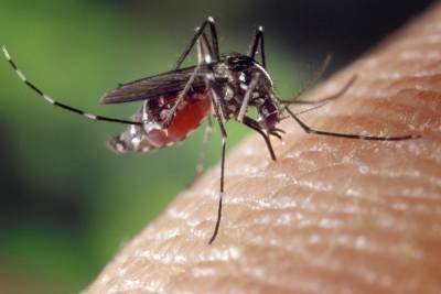 Людмила Карань - В Роспотребнадзоре объяснили, как долго комары остаются переносчиками COVID-19 - abnews.ru - Китай