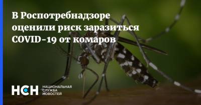 Людмила Карань - В Роспотребнадзоре оценили риск заразиться COVID-19 от комаров - nsn.fm