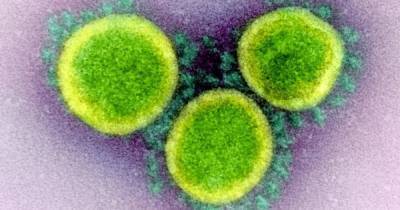 "Геномный обман". Ученые обнаружили скрытый ген в коронавирусе SARS-CoV-2 - focus.ua