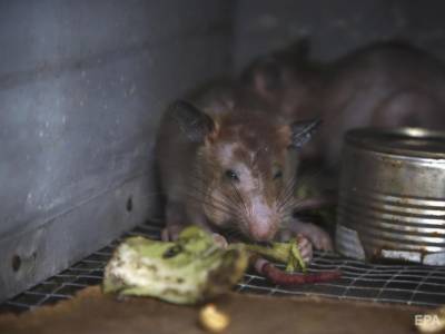 В Германии выявили первый случай хантавируса. Пациентка могла заразиться от домашней крысы - gordonua.com - Германия