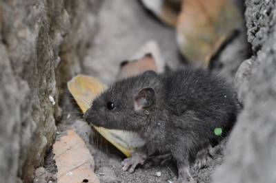 Виновна домашняя крыса: в Германии обнаружили первый случай заболевания хантавируса - newsone.ua - Украина - Германия - Сеул