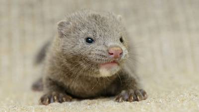 Коронавирус выявили у норок на двух фермах в Греции - gazeta.ru - Дания - Греция