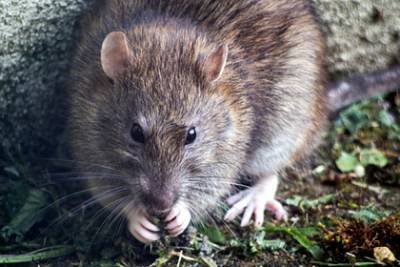 Фридрих Леффлер - В Германии выявили случай передачи хантавируса от крысы к человеку - lenta.ru - Германия - Сеул