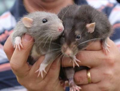 В Германии женщина заразилась хантавирусом от своей крысы - actualnews.org - Германия - Seoul