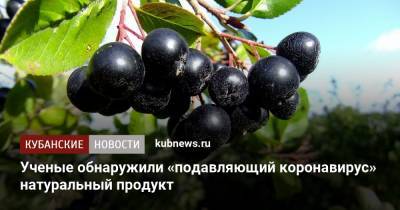 Ученые обнаружили «подавляющий коронавирус» натуральный продукт - kubnews.ru