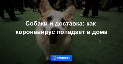 Собаки и доставка: как коронавирус попадает в дома - news.mail.ru - Испания