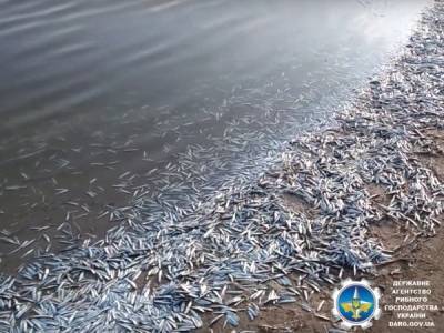 В Молочном лимане массовая гибель рыбы - inform.zp.ua - Украина - городского типа Кирилловка