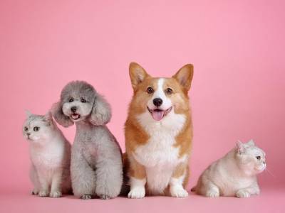 Эксперты предложили распространить социальную дистанцию на животных при коронавирусе - rusjev.net - Швейцария - Швеция