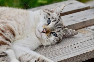 Ученые: Кошки могут являться бессимптомными носителями коронавируса - actualnews.org - Сша