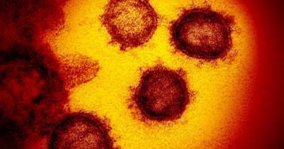 Двоюродный брат SARS-CoV-2. Родственник нового коронавируса впервые найден за пределами Китая - focus.ua - Китай - Япония - Камбоджа