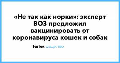 Франк Конингс - «Не так как норки»: эксперт ВОЗ предложил вакцинировать от коронавируса кошек и собак - forbes.ru