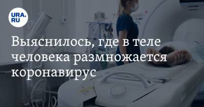 Сергей Вознесенский - Выяснилось, где в теле человека размножается коронавирус - ura.news