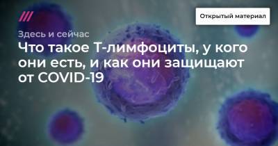 Что такое Т-лимфоциты, у кого они есть, и как они защищают от COVID-19 - tvrain.ru - Россия - Москва - Китай - Тверь