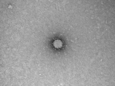 Китайские исследователи заявили, что коронавирус возник в Индии - nakanune.ru - Китай - Ухань - Индия