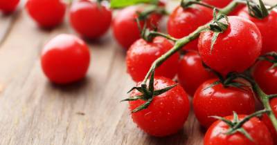 Импорт томатов из Армении могут ограничить из-за вируса - ren.tv - Россия - Армения