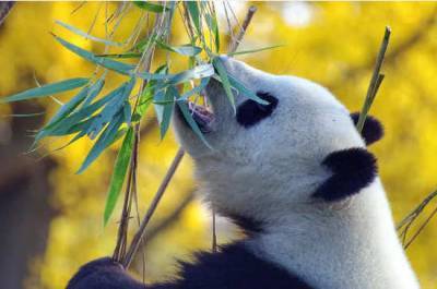 Панды из канадского зоопарка вернулись в Китай раньше срока из-за коронавируса - pnp.ru - Китай - Канада - Кальяри