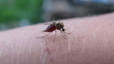 Матшидисо Моэти - В ВОЗ сообщили, какая болезнь для жителей Африки опаснее коронавируса COVID-19 - live24.ru - Швейцария
