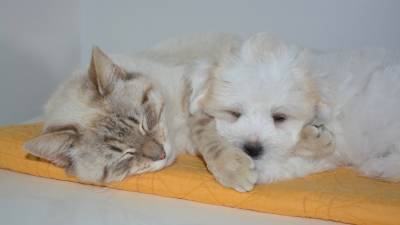 Дмитрий Лиознов - В НИИ заявили, что кошки и собаки могут заболевать COVID-19 - russian.rt.com - Россия