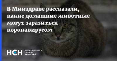 Дмитрий Лиознов - В Минздраве рассказали, какие домашние животные могут заразиться коронавирусом - nsn.fm - Россия - Владивосток