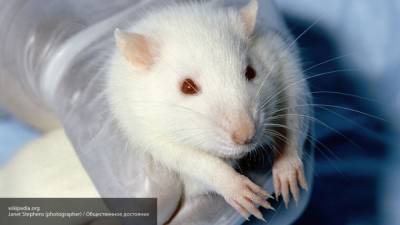 Крысы помогают российским ученым выявлять коронавирус - nation-news.ru - Великий Новгород