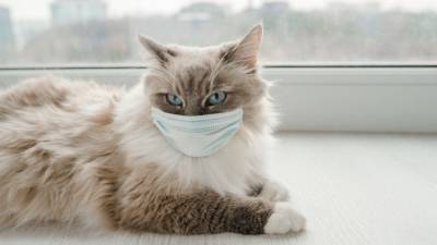 Кошки и собаки тоже могут заболеть COVID-19 - 5-tv.ru