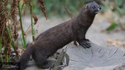 ВОЗ: рано делать выводы о последствиях мутации COVID-19 у норок - nation-news.ru - Дания