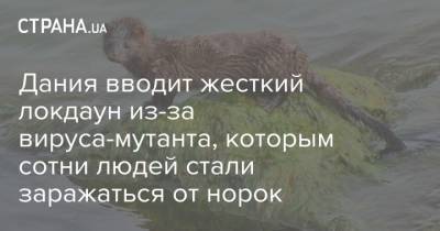 Дания вводит жесткий локдаун из-за вируса-мутанта, которым сотни людей стали заражаться от норок - strana.ua - Дания