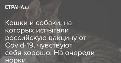 Кошки и собаки, на которых испытали российскую вакцину от Covid-19, чувствуют себя хорошо. На очереди норки - strana.ua