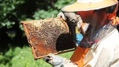 Ученые предложили использовать пчелиный яд против COVID-19 - iz.ru - Израиль