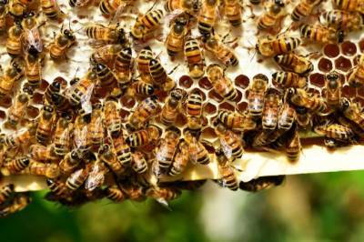 Немецкие ученые предположили, что при COVID-19 поможет пчелиный яд - aif.ru