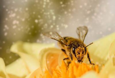 Немецкие ученые предложили использовать пчелиный яд против COVID-19 - online47.ru