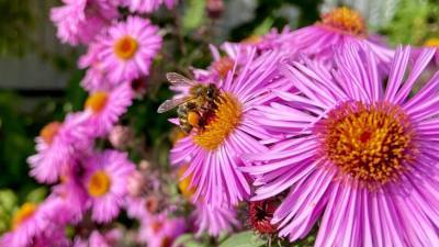 Немецкие ученые: Пчелиный яд – эффективное средство против коронавируса - mir24.tv