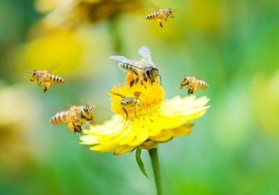 Ученые предложили использовать пчелиный яд в борьбе с коронавирусом - m24.ru