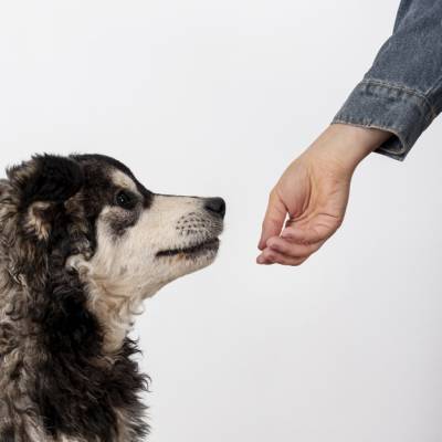 Интересный факт дня: Собаки могут найти коронавирус по поту - techno.bigmir.net - Франция - Ливан