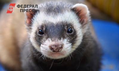 Сергей Данкверт - Стало известно, когда появится вакцина от COVID-19 для животных - fedpress.ru
