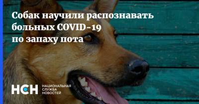 Собак научили распознавать больных COVID-19 по запаху пота - nsn.fm - Франция - Ливан