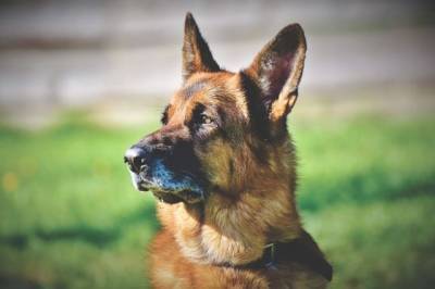 В Австрии собак учат выявлять коронавирус по запаху - aif.ru - Австрия