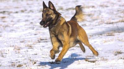 В Австрии показали первую собаку, способную вынюхивать COVID-19 - vesti.ru - Австрия