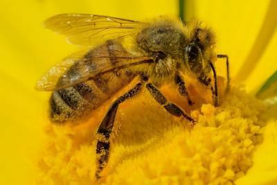 Пчёлы гибнут от болезни, похожей на коронавирус, — учёные - rusjev.net