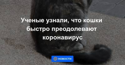 Ученые узнали, что кошки быстро преодолевают коронавирус - news.mail.ru - Латвия